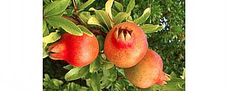 "כפלח הרימון רקתך"