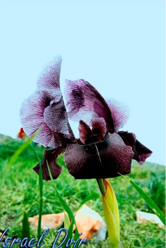 טיול לגלבוע, 8.3.08