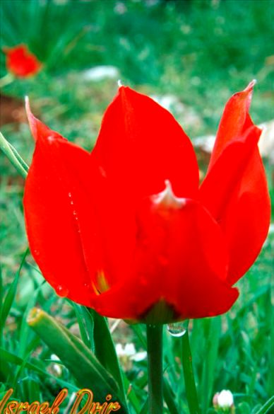 טיול לגלבוע, 8.3.08