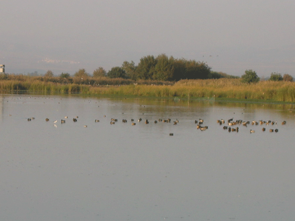 טיול סניף חולון לצפון - בעקבות נדידת הציפורים