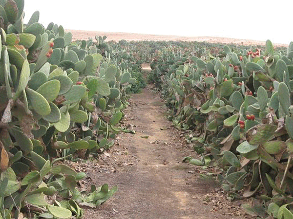 טיול לנגב הצפוני - נובמבר 2008